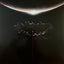 Muse - The Wow! Signal