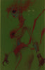 ThunderCats (2024) #05 1:15 Tao "Foil Virgin" Var Comics - Back Issues Dynamite Entertainment