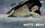 White Boat #03 1:5 Patrick Horvath Var Comics DSTLRY