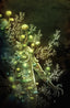 In Bloom #04 1:10 Templesmith "Virgin" Var Comics - Back Issues Boom! Entertainment