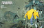 A Mischief of Magpies #01 1:25 Bilquis Evely Var