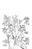 Harley Quinn X Elvira #02 1:10 Joseph Michael Linsner Var Comics Dynamite Entertainment