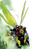 Ben 10 (2026) #02 1:15 Dustin Nguyen Var