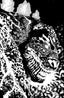 Horror of Godzilla Kai-sei Era #01 1:50 Kelley Jones Var Comics IDW
