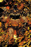 Absolute Batman #25 Jonboy Meyers "Glow-in-the-Dark" Var