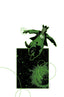 Green Lantern (2023) #42 David Aja Var