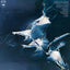 Weather Report - Weather Report Media Music On Vinyl Records Default Title