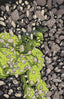 Incredible Hulk (2023) #03 1:50 Frank Miller Var Comics - Back Issues MARVEL COMICS Default Title